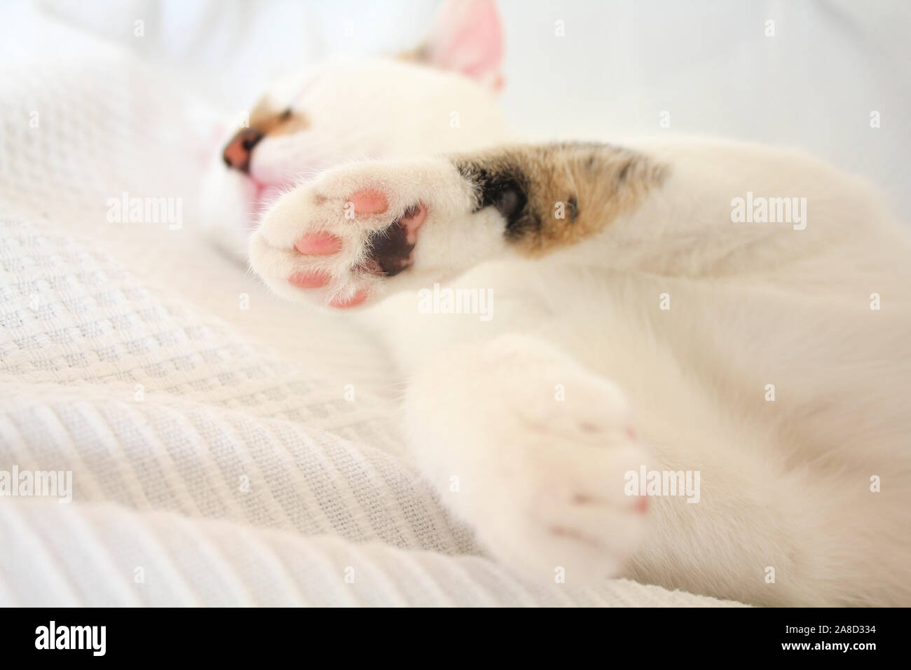 White cat sleeping on white texture. Cute pink paws Stock Photo