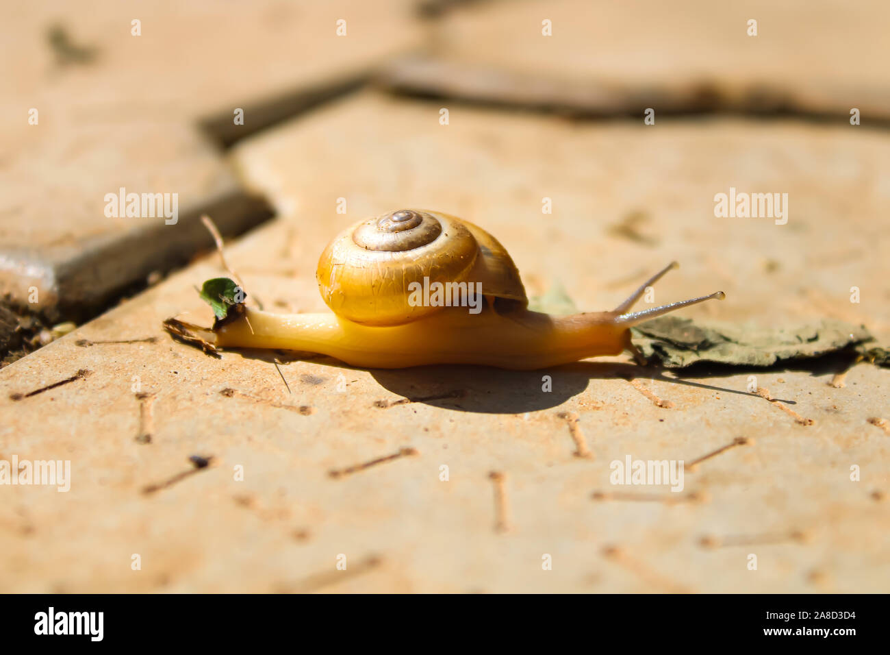 A small snail eating leaf on the concrete surface Stock Photo Alamy
