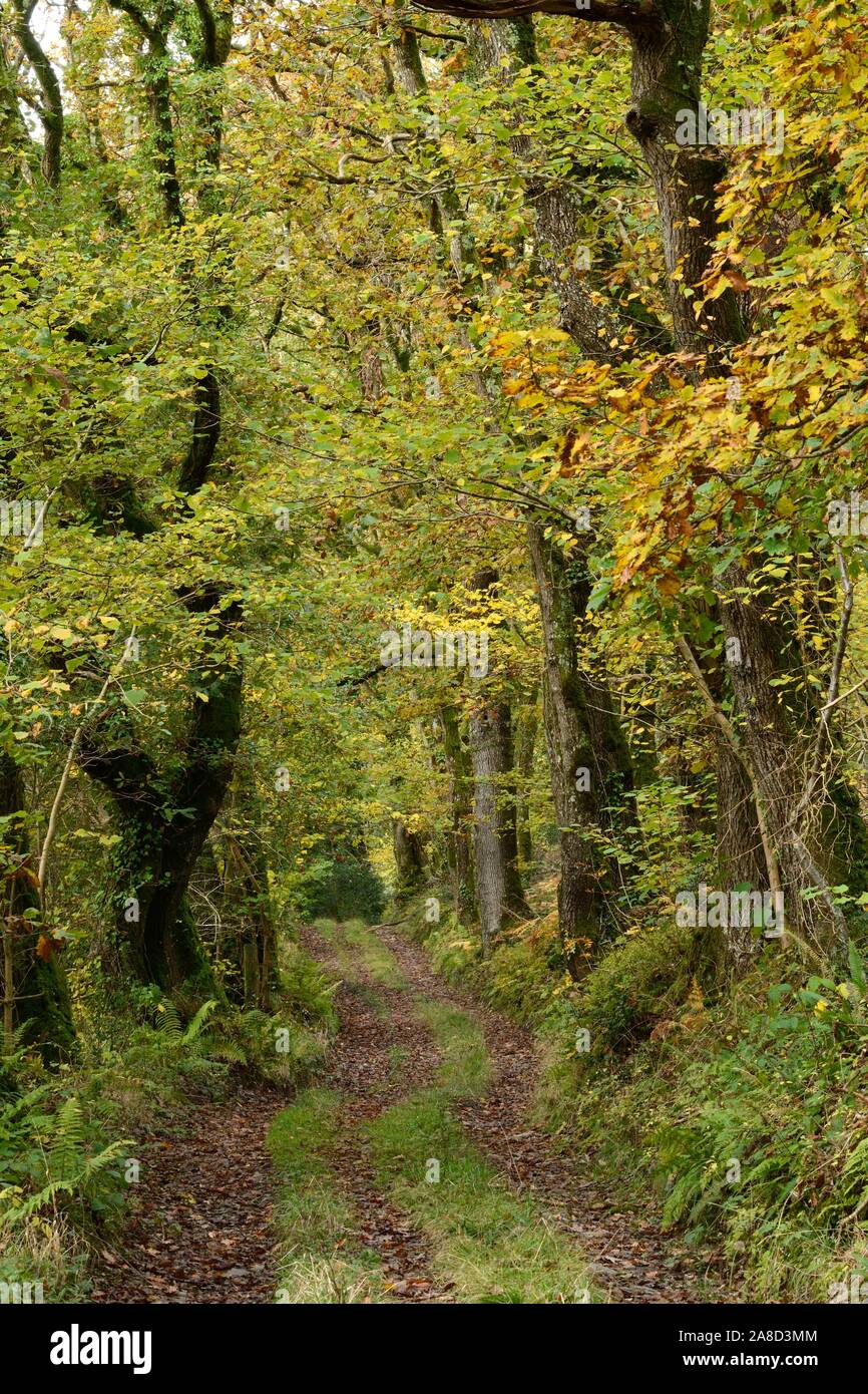 Ancient Woods Welsh High Resolution Stock Photography and Images Alamy
