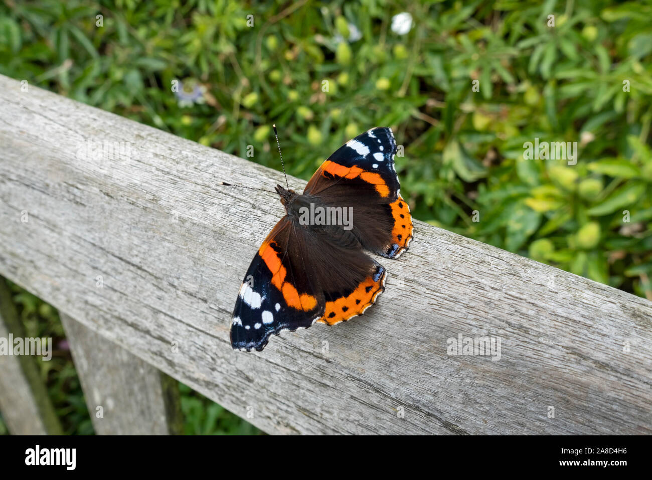 Close up of Red admiral butterfly insect resting on bench in garden England UK United Kingdom GB Great Britain Stock Photo