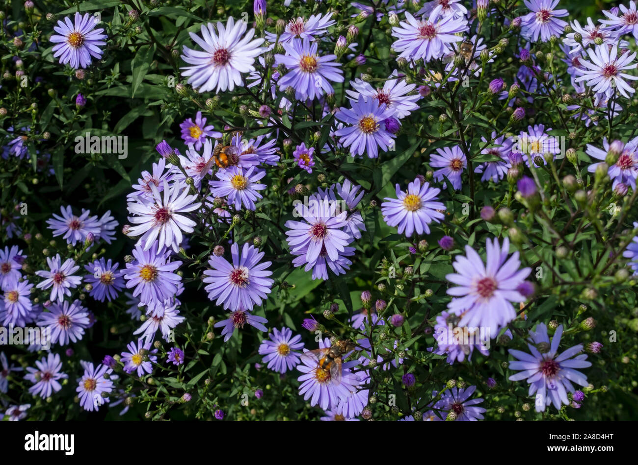 Close up of purple aster asters flowers flower flowering michaelmas daisies daisy from above in summer England UK United Kingdom GB Great Britain Stock Photo