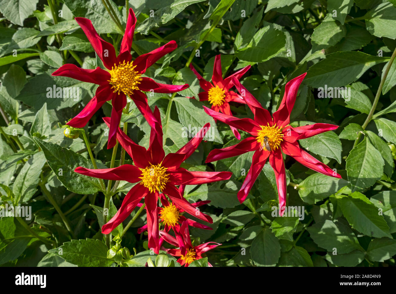 Close up of red star dahlia flower flowers flowering dahlias in a cottage garden in summer England UK United Kingdom GB Great Britain Stock Photo