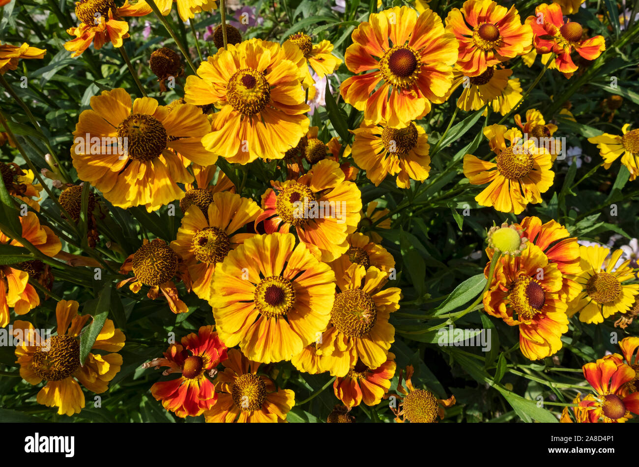 Yellow and orange helenium flowers flower flowering in a cottage garden close up from above in garden England UK United Kingdom GB Great Britain Stock Photo