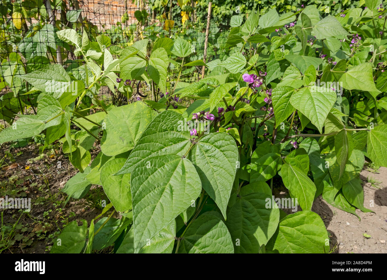 Purple flowers flower flowering on runner bean beans plant plants growing in vegetable garden in summer England UK United Kingdom GB Great Britain Stock Photo
