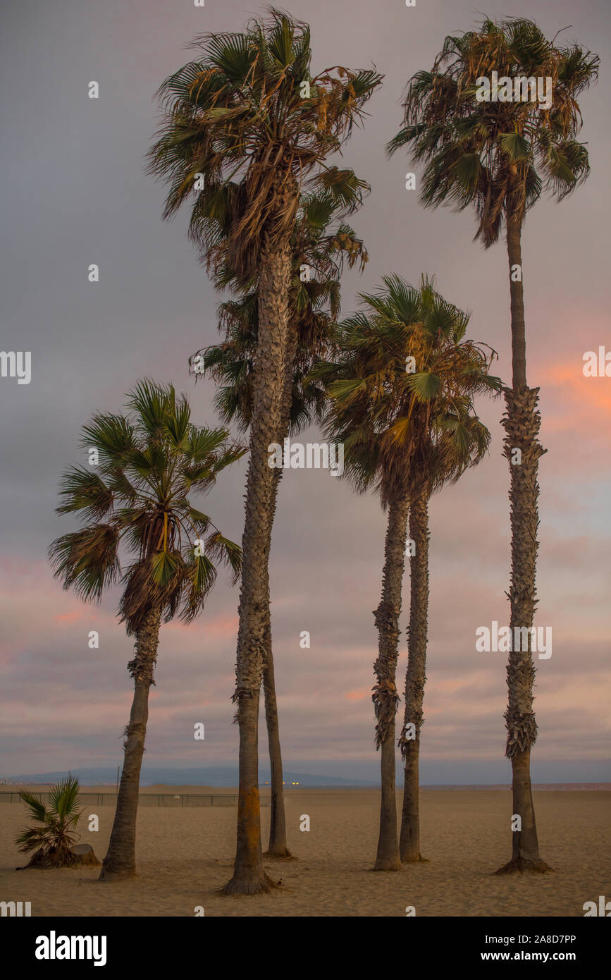 Skinny palm trees hires stock photography and images Alamy