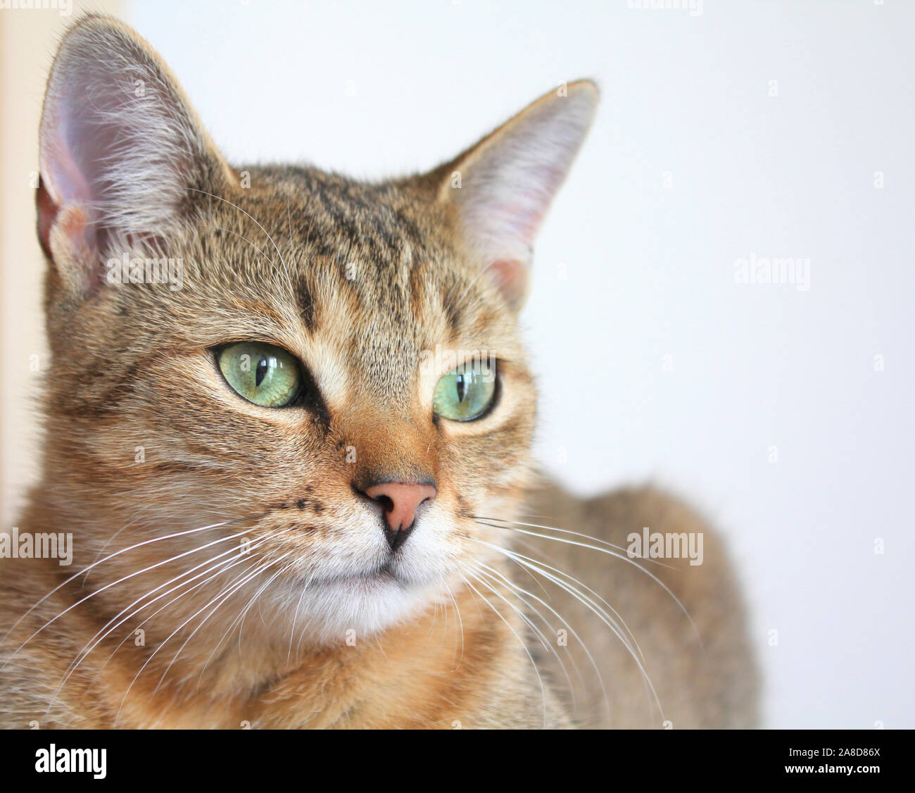 Tabby young cat with green eyes portrait Stock Photo - Alamy