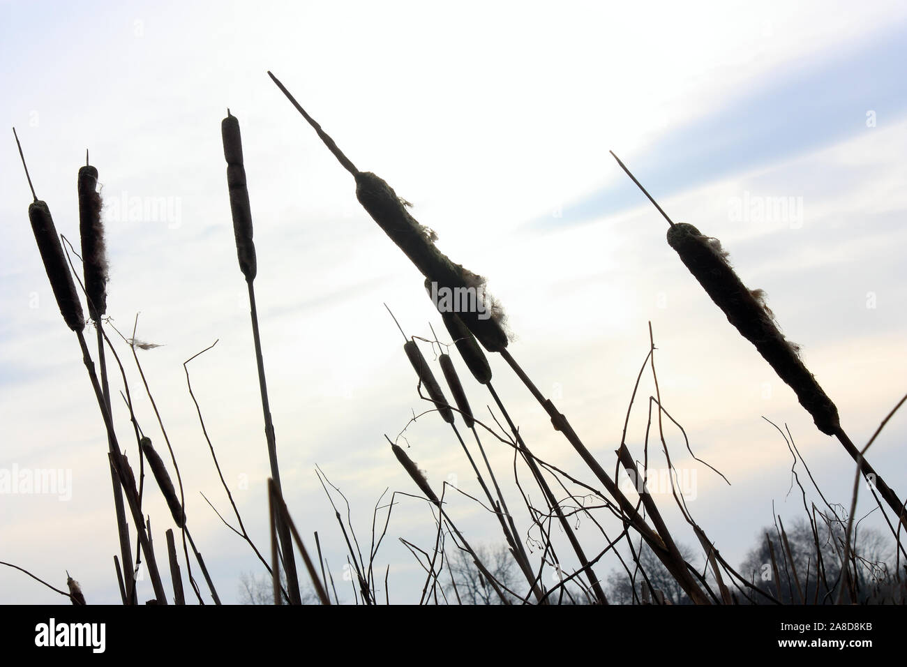 Silhouette of bulrushes or cattails in backlight at sunset Stock Photo