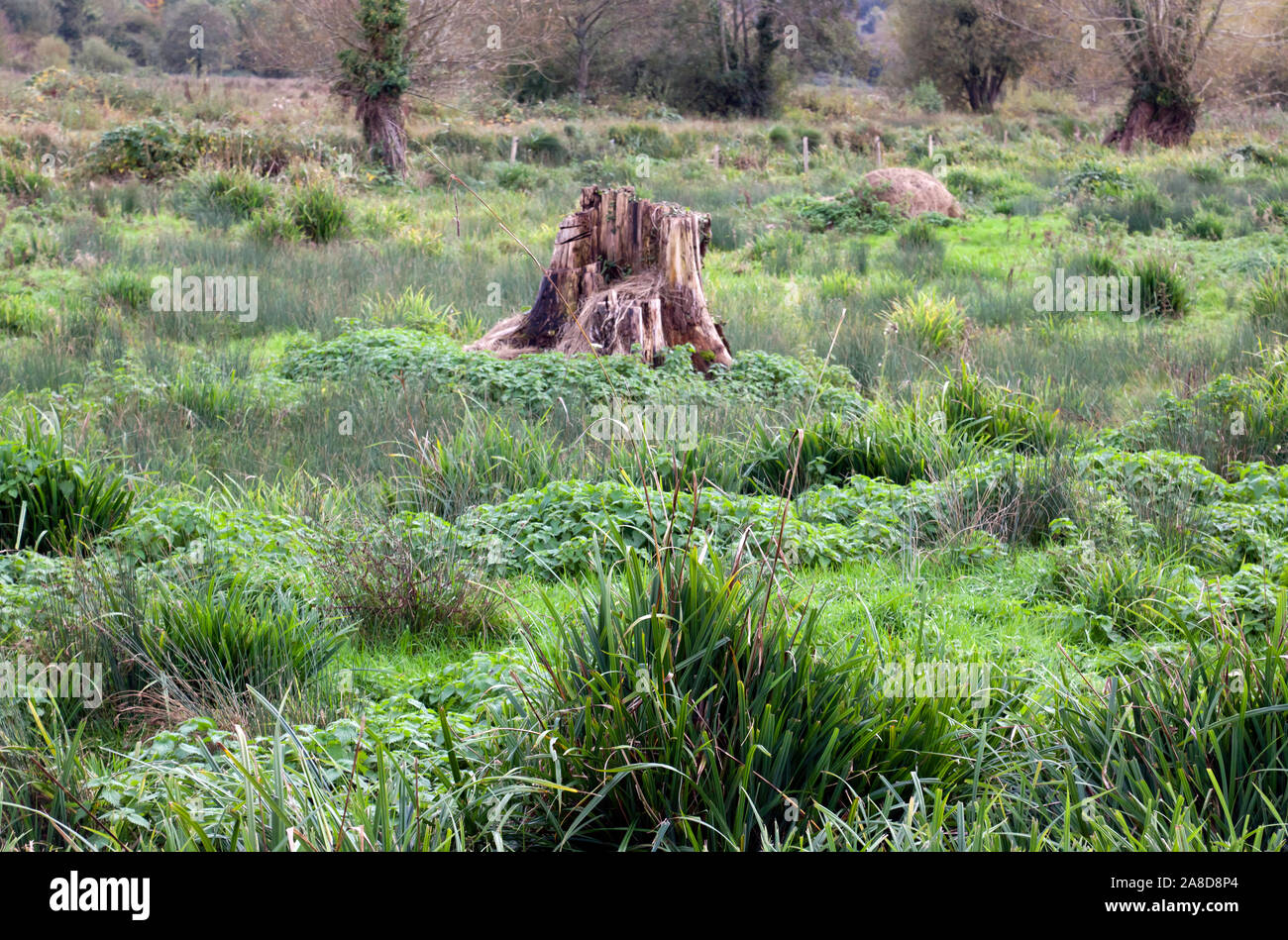 Water meadow area by the side of the River Itchen, Winchester, Hampshire Stock Photo