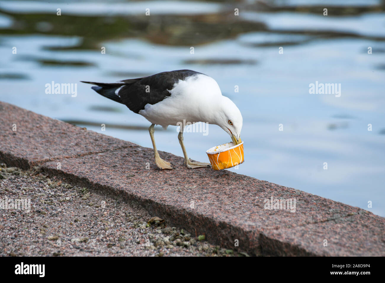 Lesser black-backed gull (Larus fuscus fuscus) with empty ice cream cup on sea bank Stock Photo