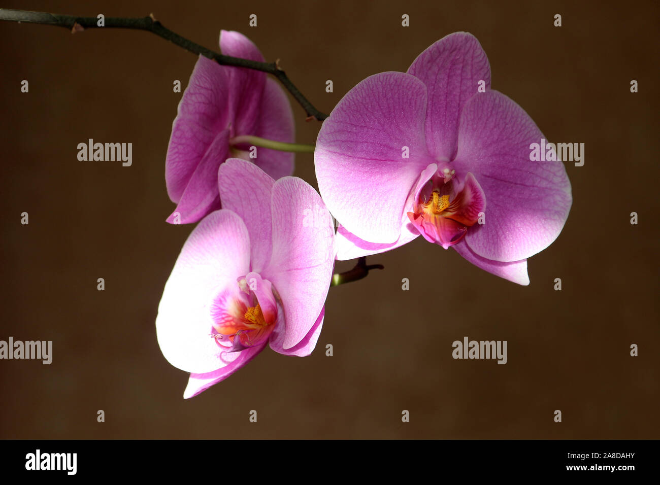 A Pink Orchid in Bloom, Doritaenopsis Dorado Stock Photo
