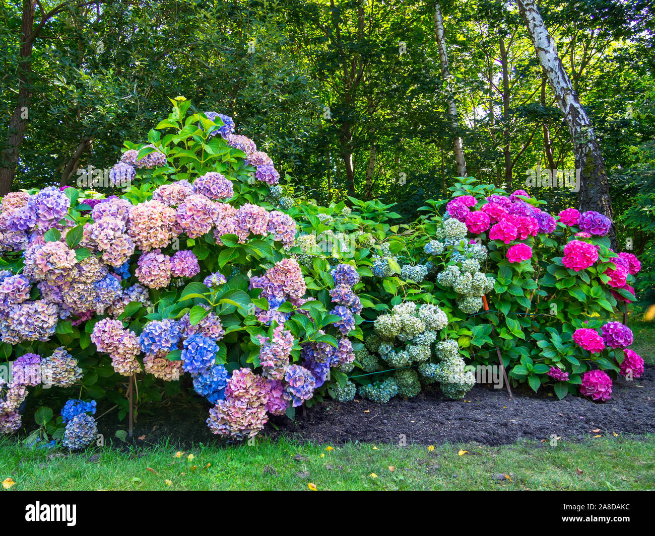 Beautiful Flowers hydrangea in park, colorful, Pink and purple ...