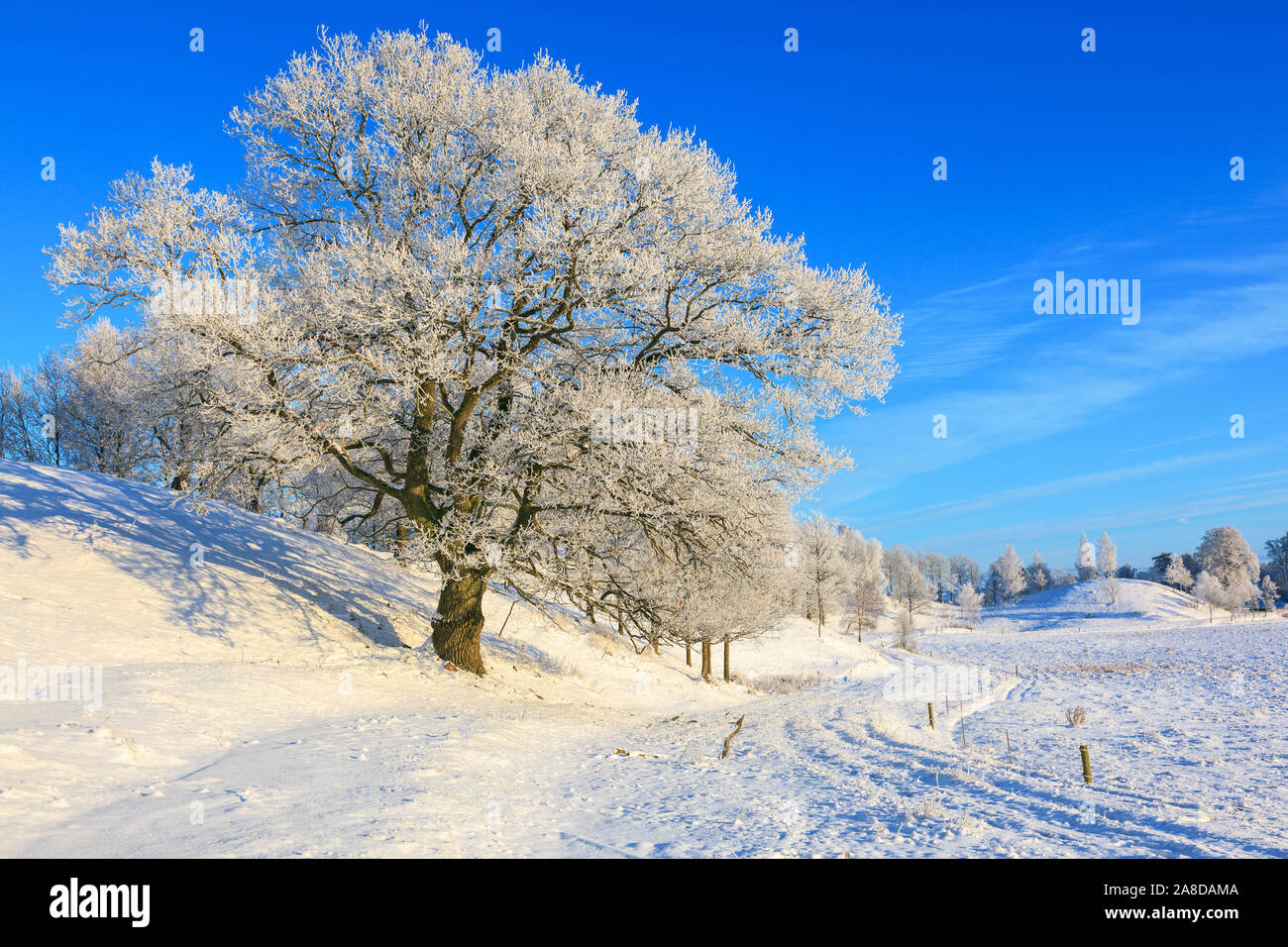 Old oak tree in a winter countryside landscape Stock Photo - Alamy