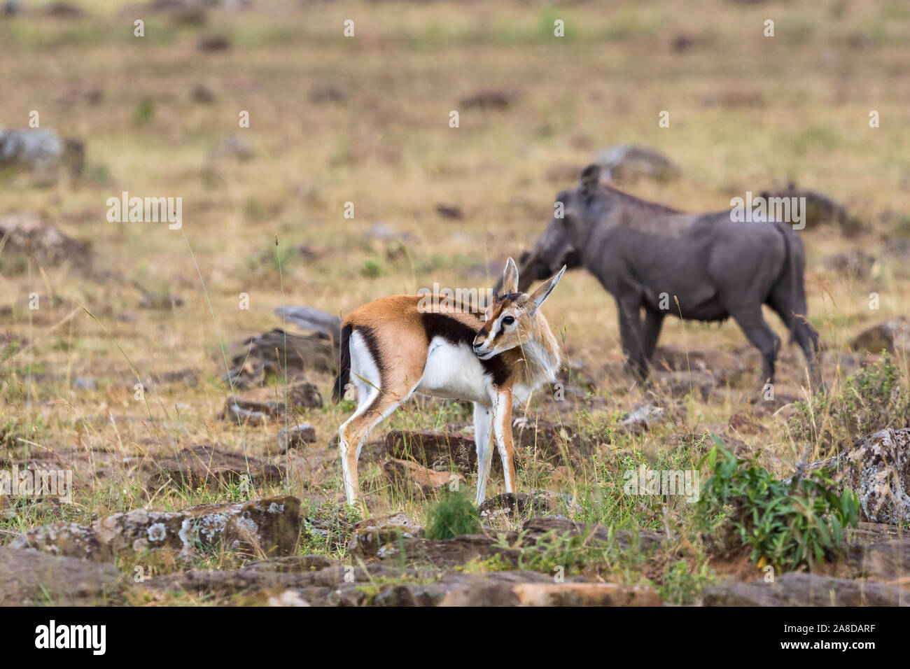 Thomsons gazelle on the african savanna hi-res stock photography and ...