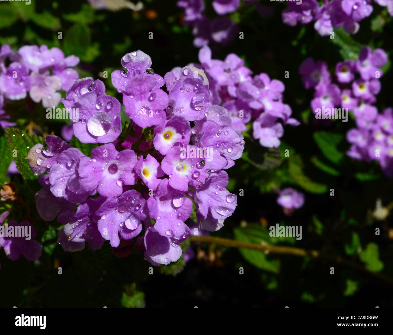 Purple lantana hires stock photography and images Alamy