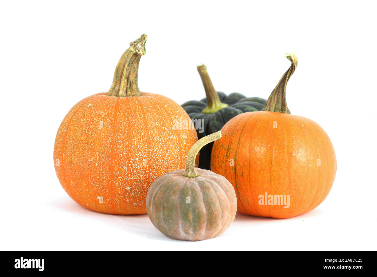Group of various pumpkins isolated on white Stock Photo