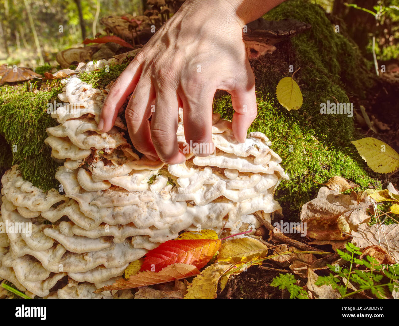Woman hand is touching to nice white mushrooms on the stump. Wood