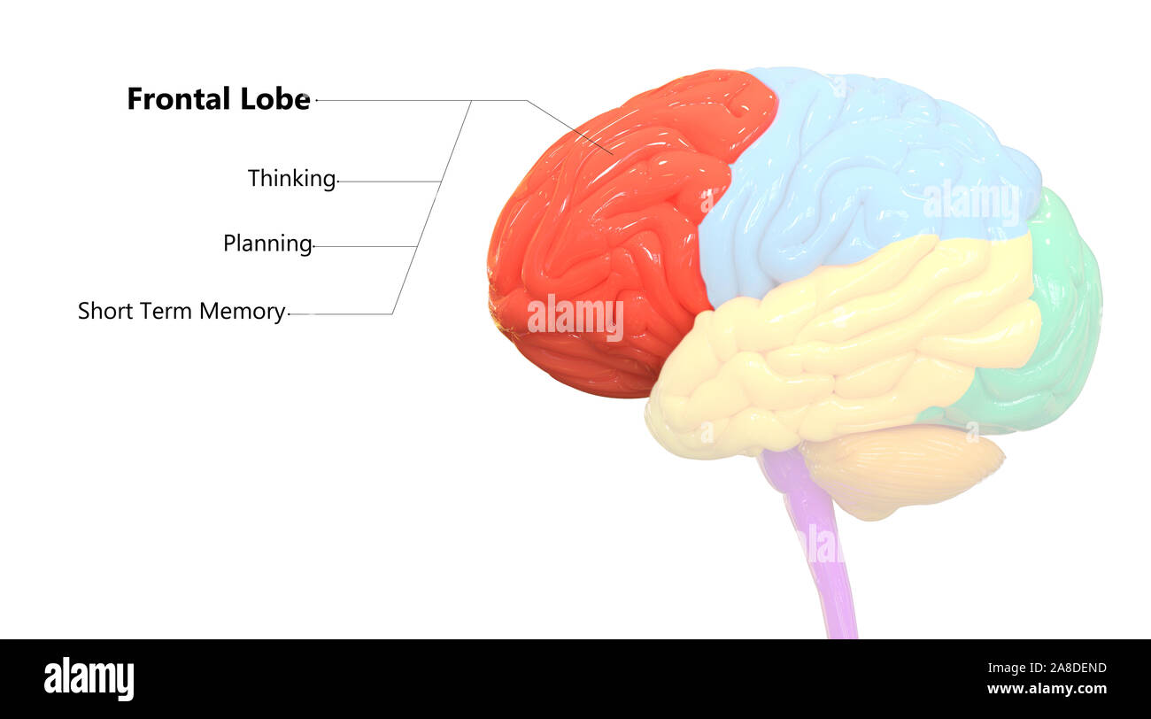 Нервная система головной мозг тест. Frontal lobe function. эпс головного мозга. репродуктивная система головной мозг. брейн-система комплект 4 шт сломанная.