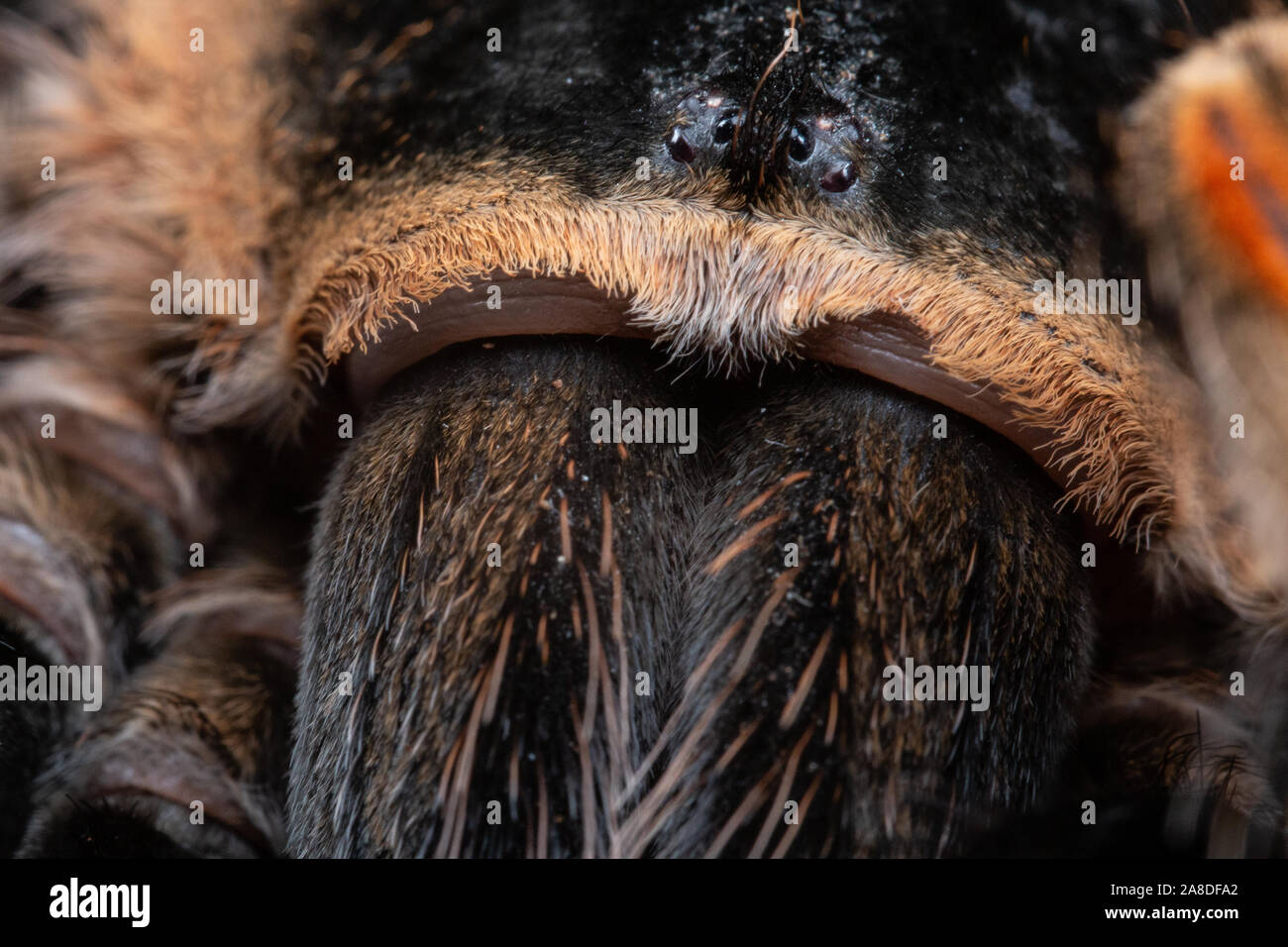 Mexican Red Knee Tarantula, Brachypelma hamorii, on a piece of cork bark Stock Photo