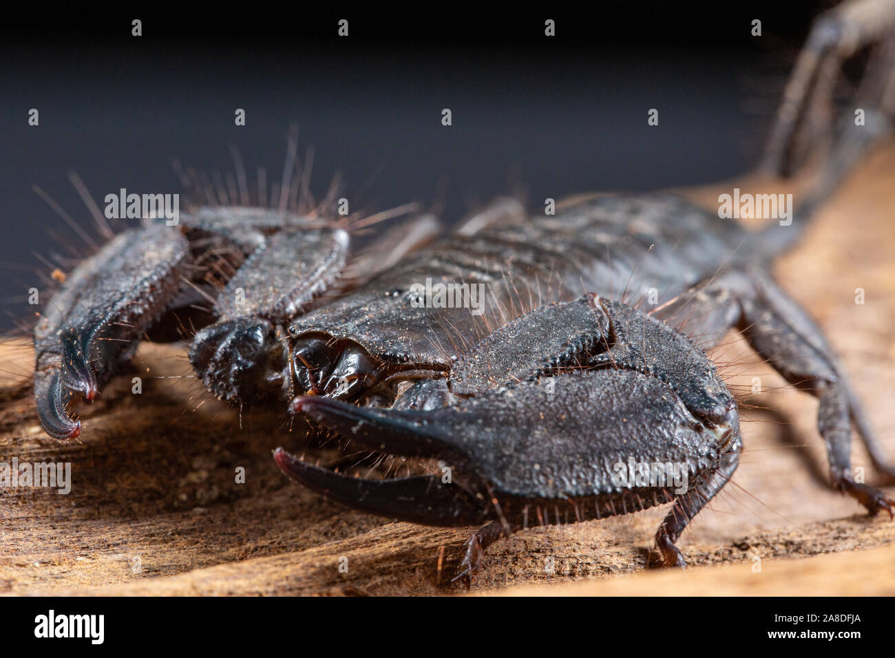 Flat Rock Scorpion, Hadogenes troglodytes, on a piece of tree bark Stock Photo