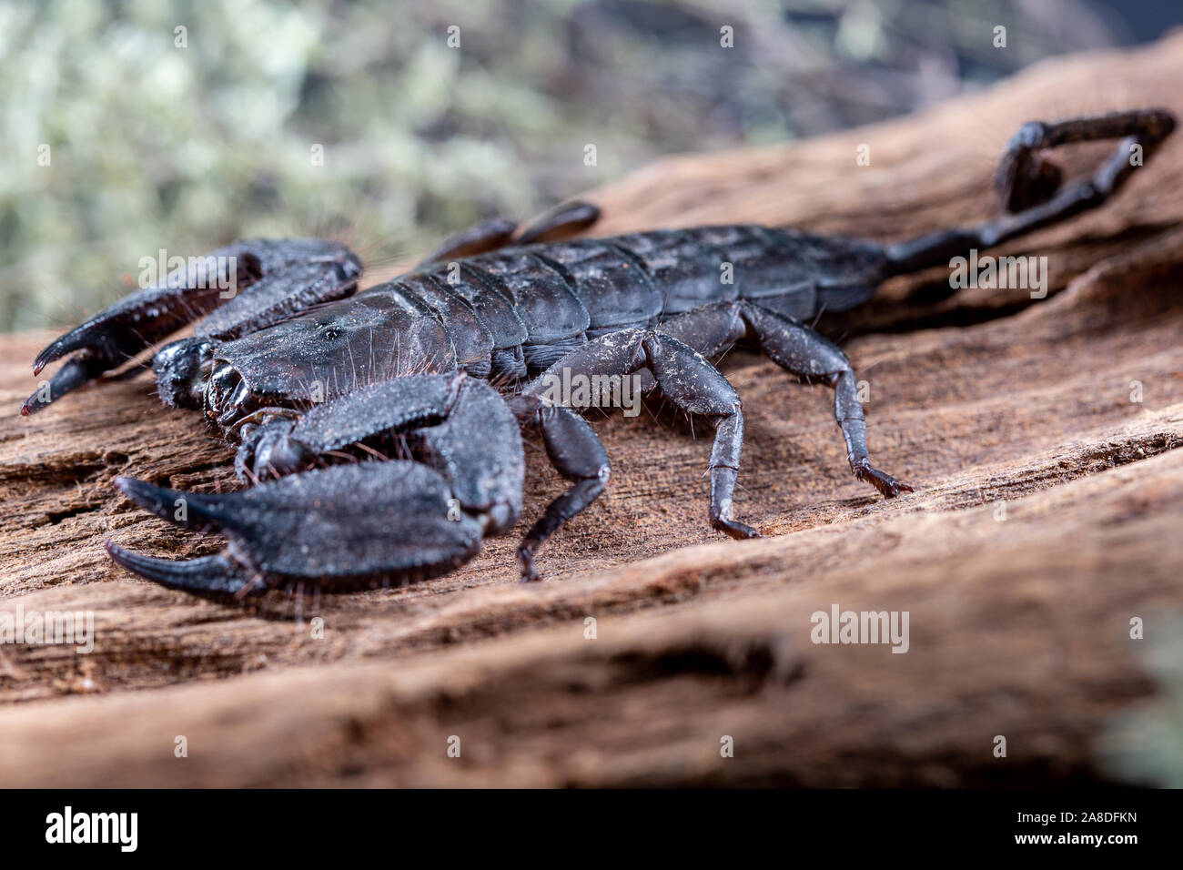 Flat Rock Scorpion, Hadogenes troglodytes, on a piece of tree bark Stock Photo