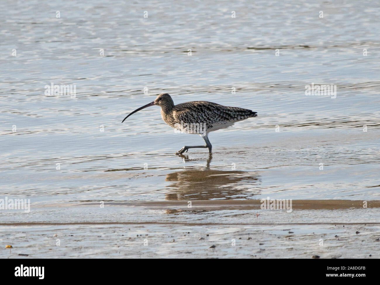 Curlew (Numenius arquata Stock Photo Alamy