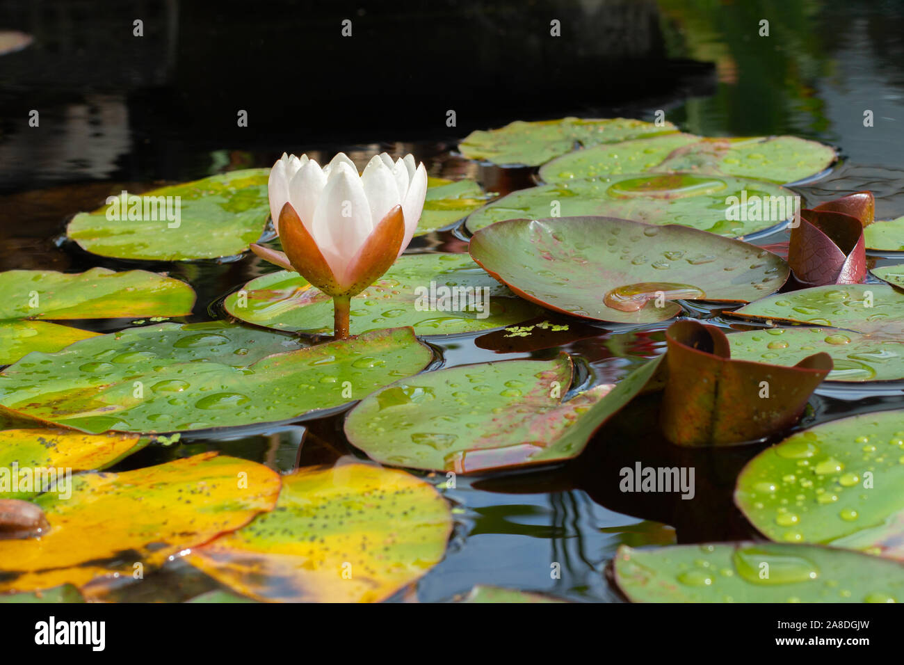 Blooming white lotus, bud of a water lily flower among large green yellow leaves in a pond, water plant lake decoration Stock Photo