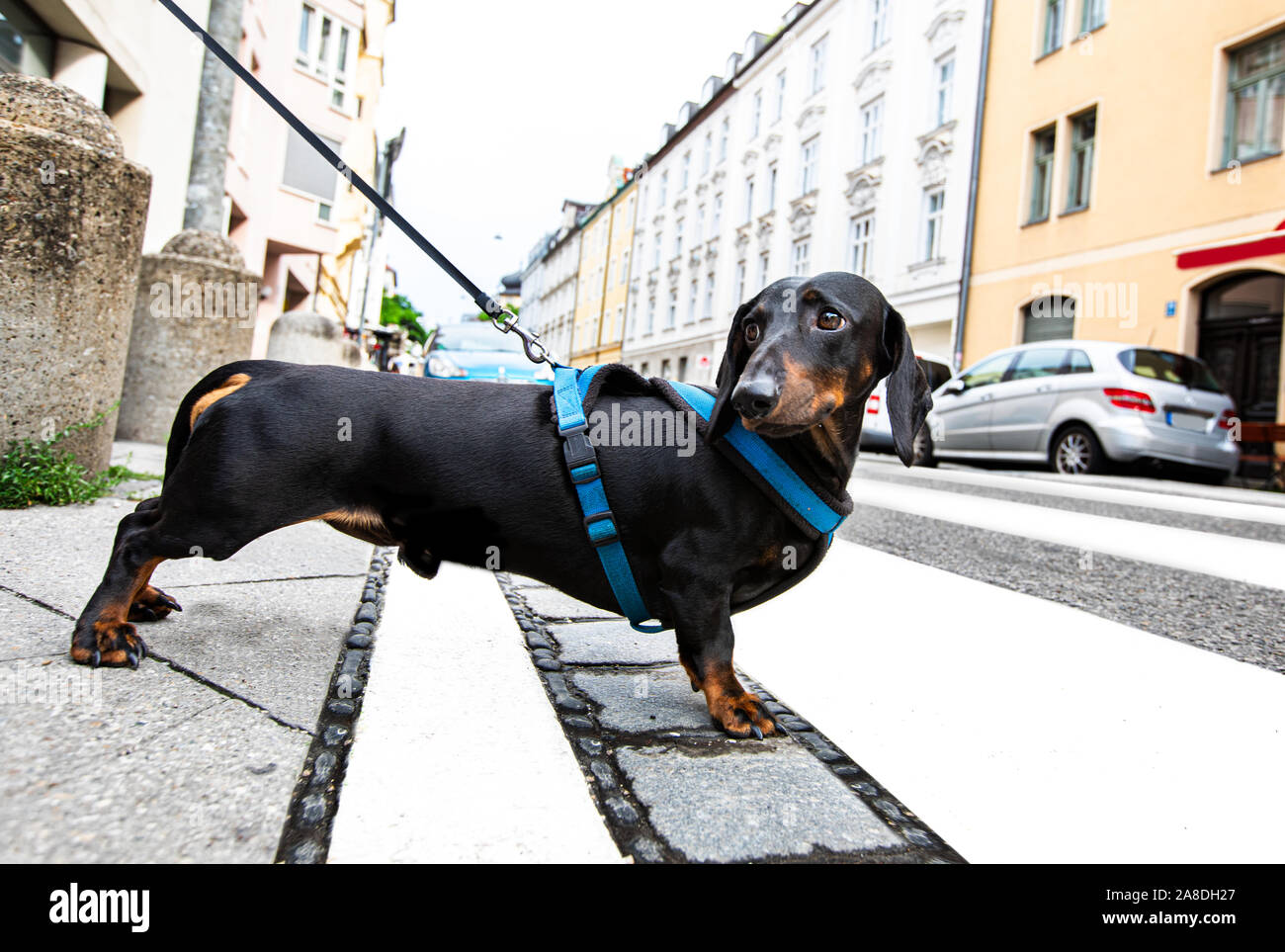 Dachshund - Sidewalk Dog
