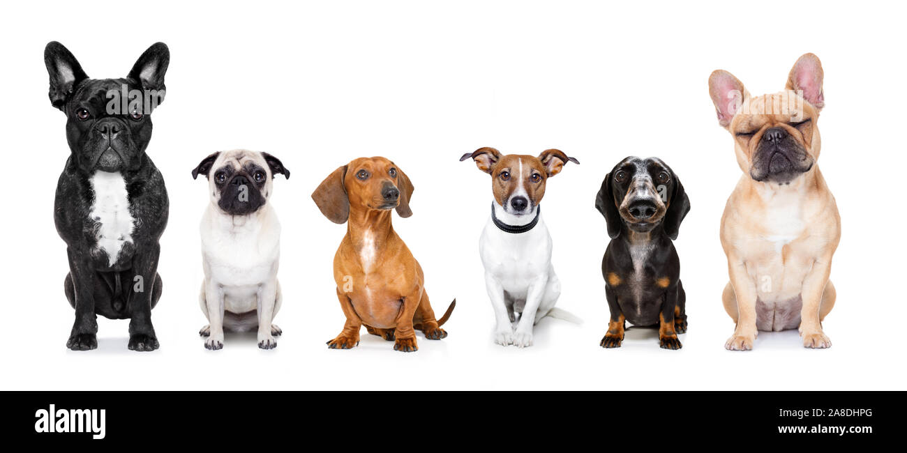 Dachshund Dog Looking Left High Resolution Stock Photography And Images Alamy