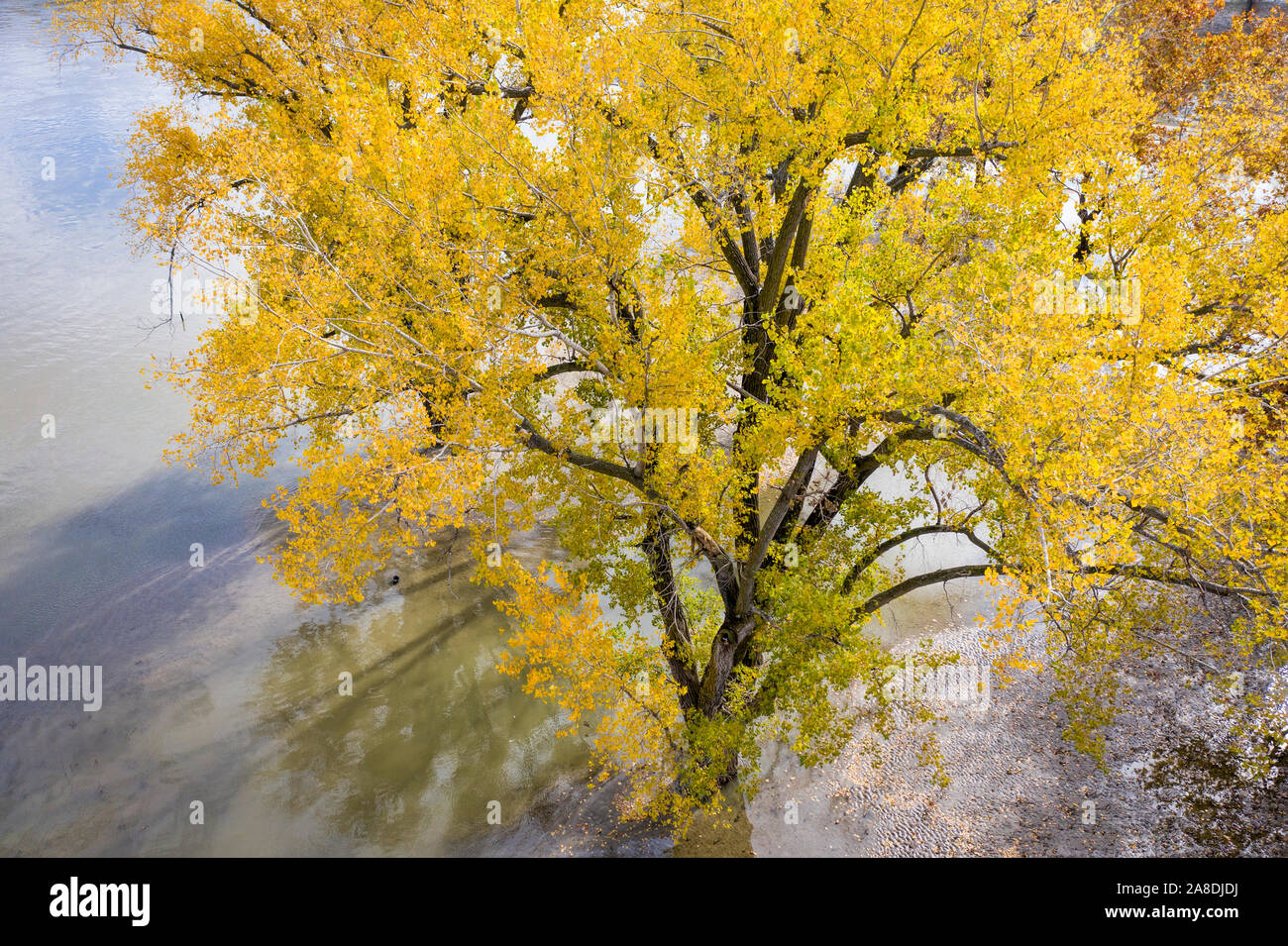 Yellow leaves on cottonwood tree hires stock photography and images