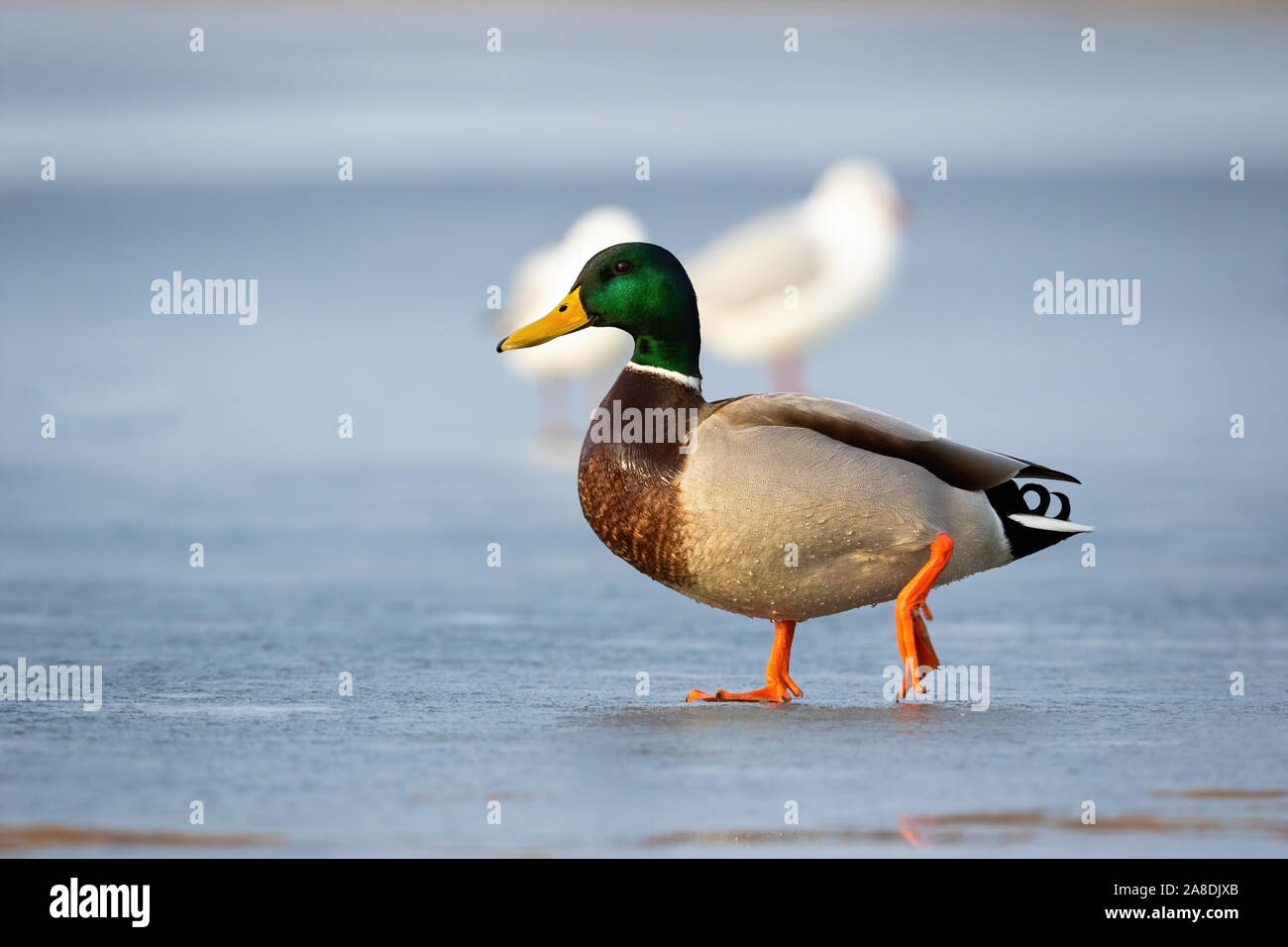 Male mallard duck walking on ice on frozen river in winter at sunrise Stock Photo