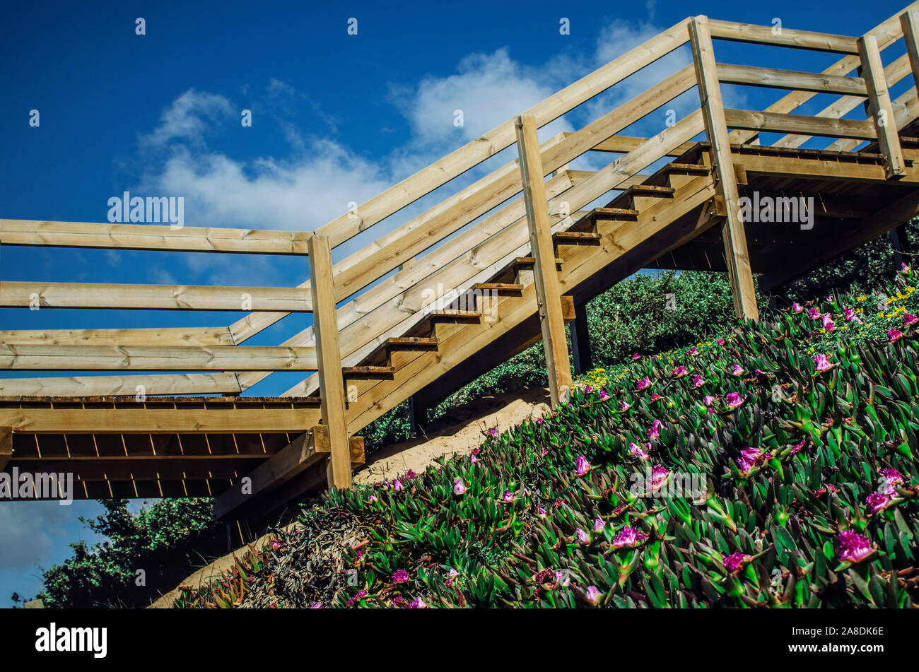 Falesia beach access stairs with a ground cover of Carpobrotus edulis (also known as Hottentot-fig, ice plant, highway ice plant, pigface, sour fig) Stock Photo