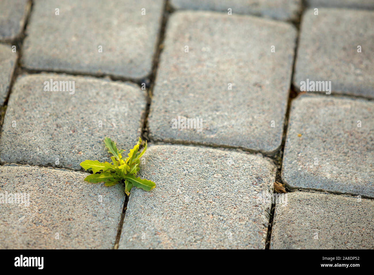 Weed plants growing between concrete pavement bricks Stock Photo Alamy