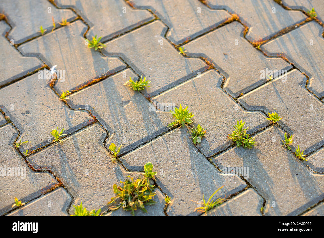 Weed plants growing between concrete pavement bricks Stock Photo Alamy