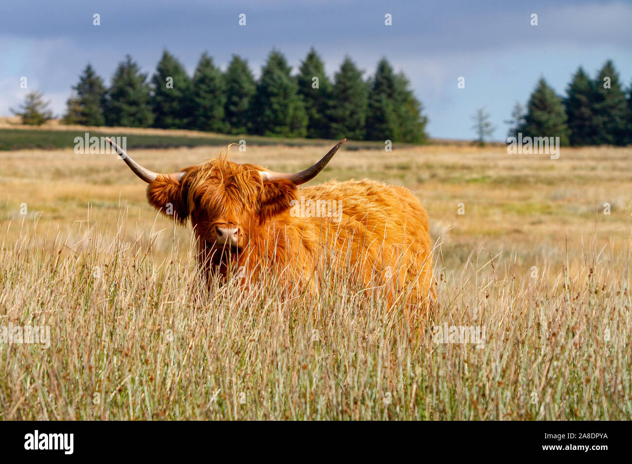 Long horn Cow Yorkshire Dales Stock Photo