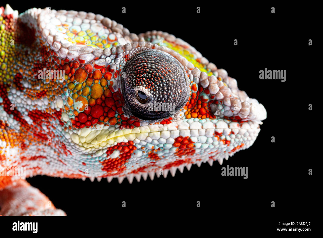 Panter Chameleon, furcifer pardalis, photographed on a plain background ...