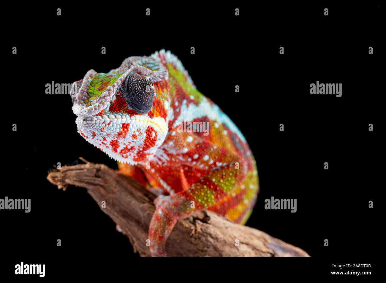Panter Chameleon, furcifer pardalis, photographed on a plain background Stock Photo