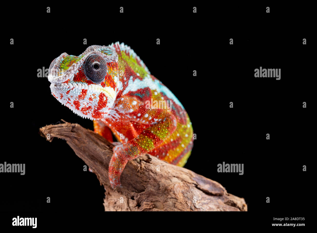 Panter Chameleon, furcifer pardalis, photographed on a plain background ...