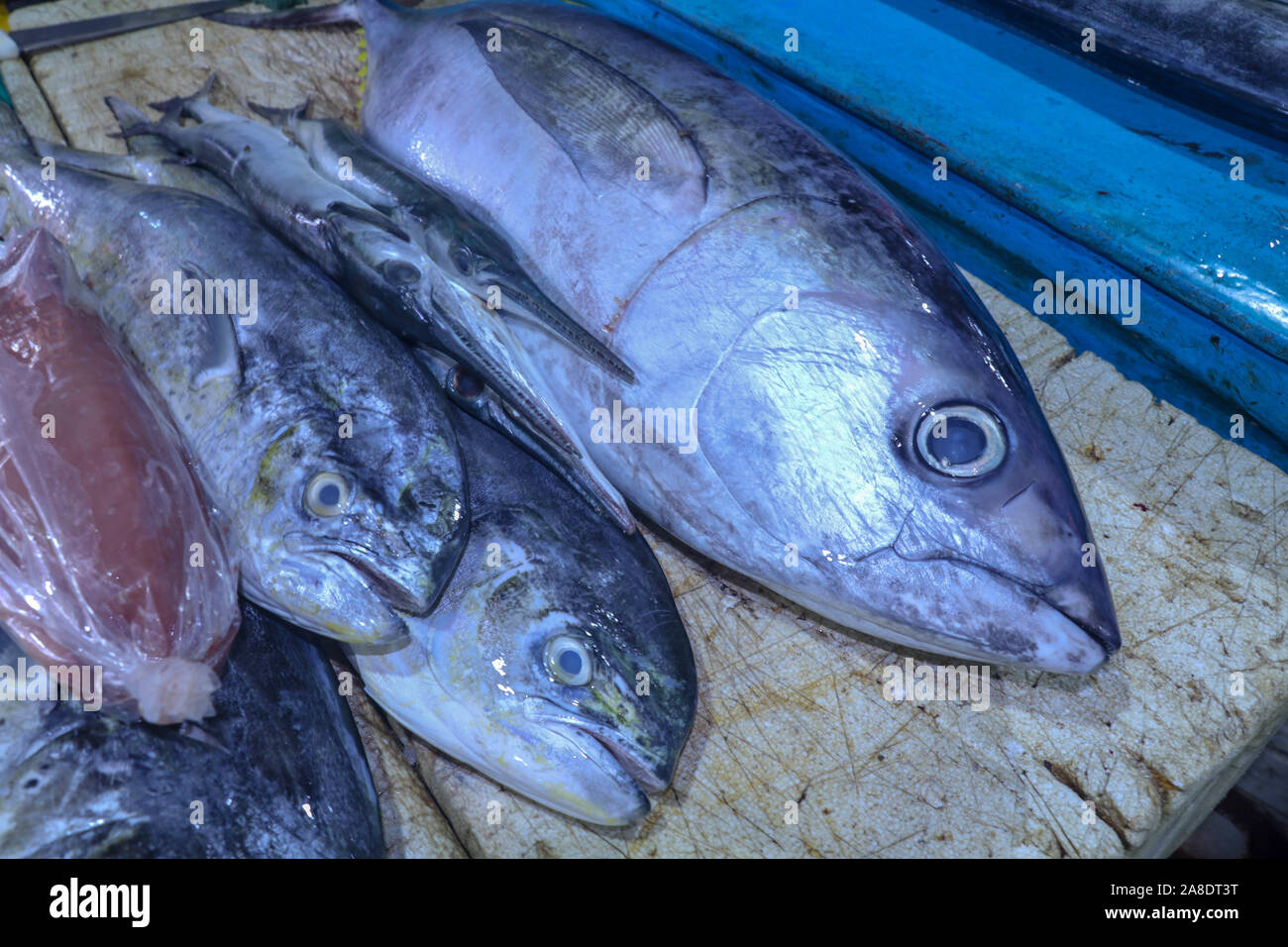Fresh fish on a counter at a fish market on Bali island in Indonesia