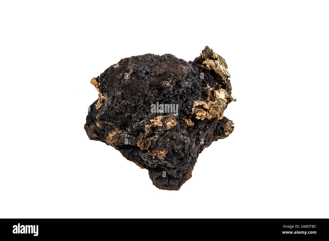 Over 20 years old big wild natural organic chunk of chaga mushroom, Inonotus obliquus isolated on white background. Gathered from birch tree trunk in Stock Photo