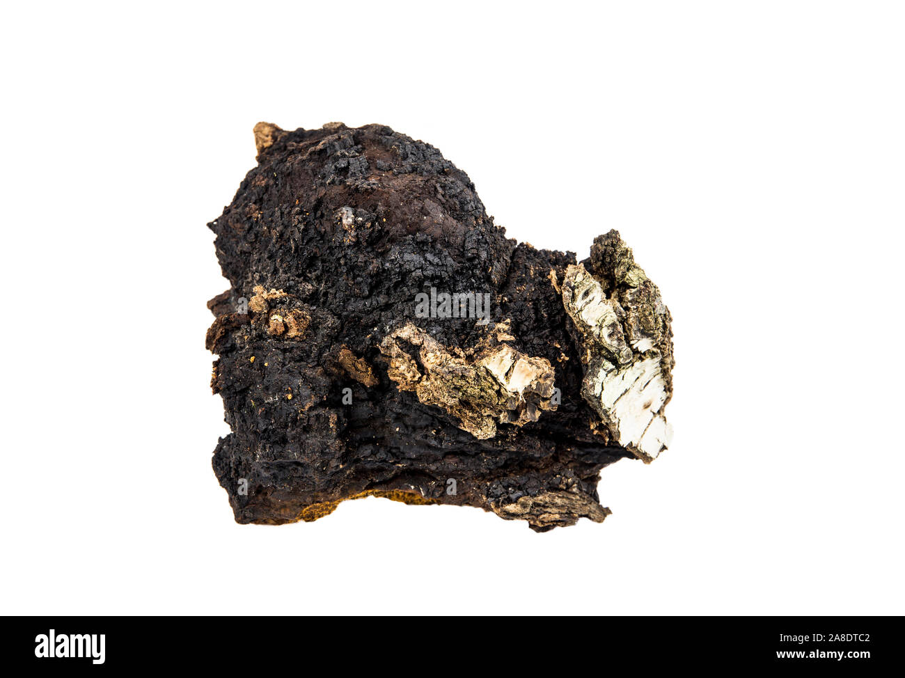 Over 20 years old big wild natural organic chunk of chaga mushroom, Inonotus obliquus isolated on white background. Gathered from birch tree trunk in Stock Photo