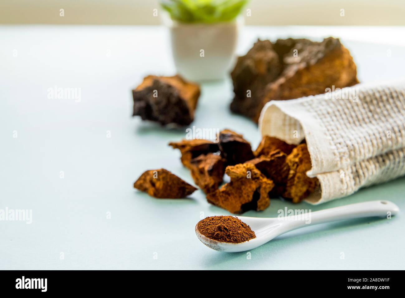 Side view of wild natural chaga mushroom, Inonotus obliquus powder and pieces for making tea and coffee on light blue background. Healthy herbal plant Stock Photo