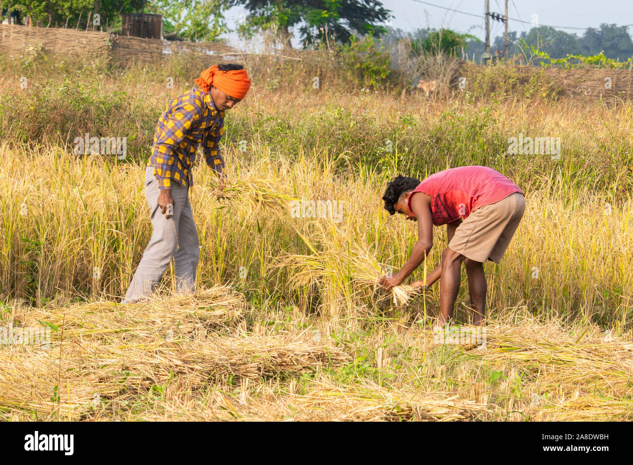 Farmers Cut campestre.al.gov.br