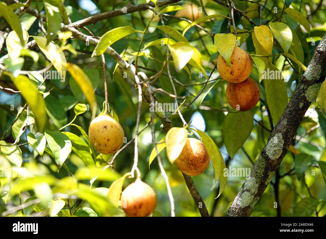 Nutmeg Tree Hi res Stock Photography And Images Alamy