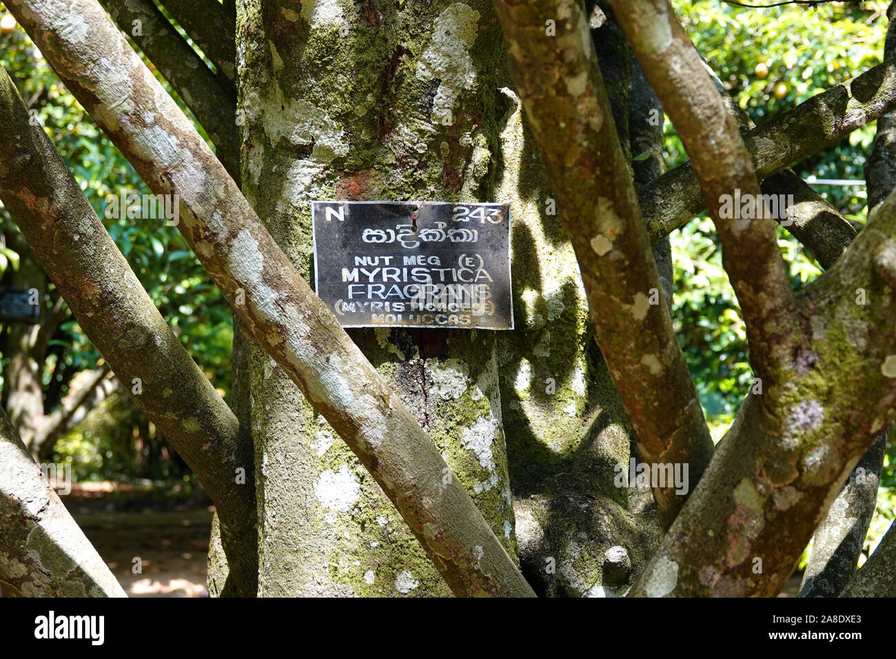Nutmeg Tree, Peradeniya Botanical Gardens, Kandy, Central Province, Sri