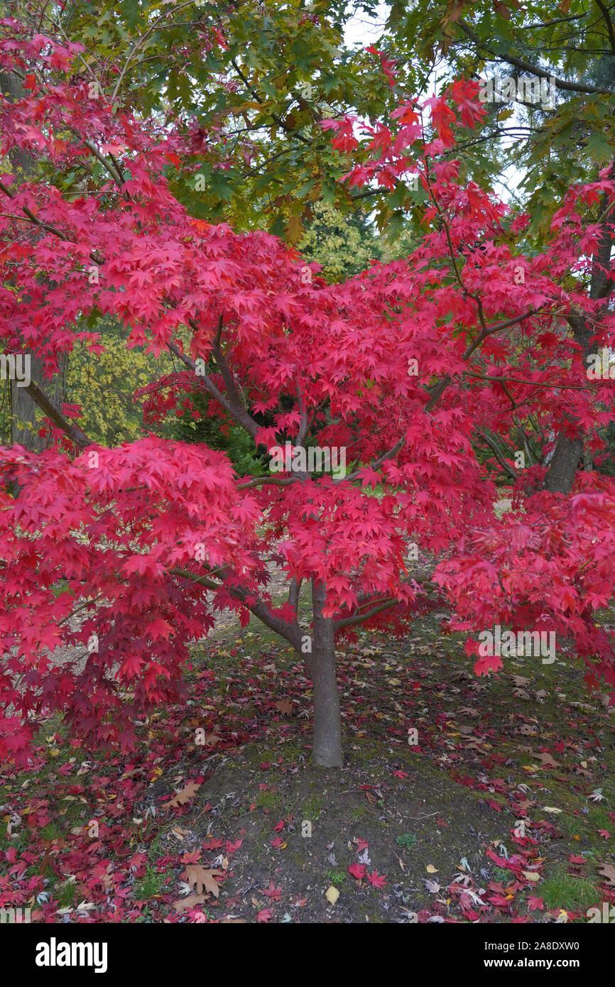 Japanese maple tree, Acer Palmatum Stock Photo Alamy