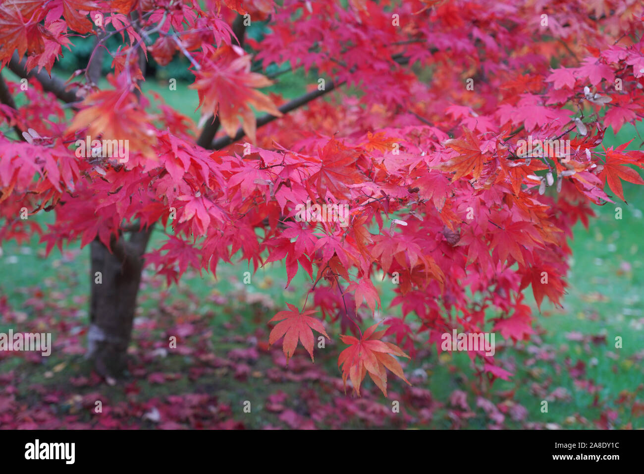 Japanese maple tree, Acer Palmatum Stock Photo Alamy