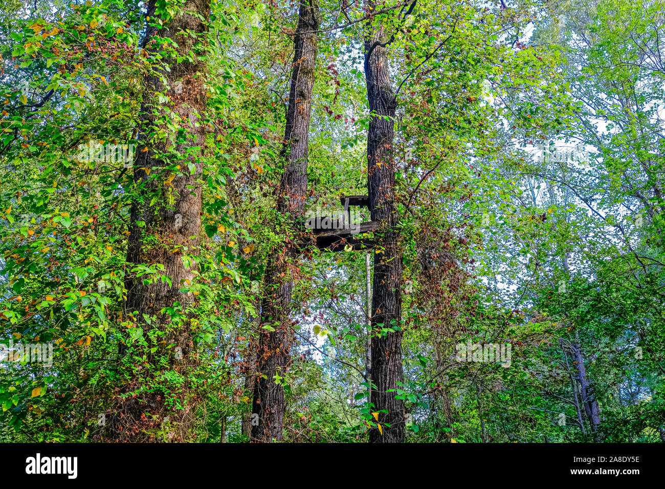 Old Tree Stand Stock Photo Alamy