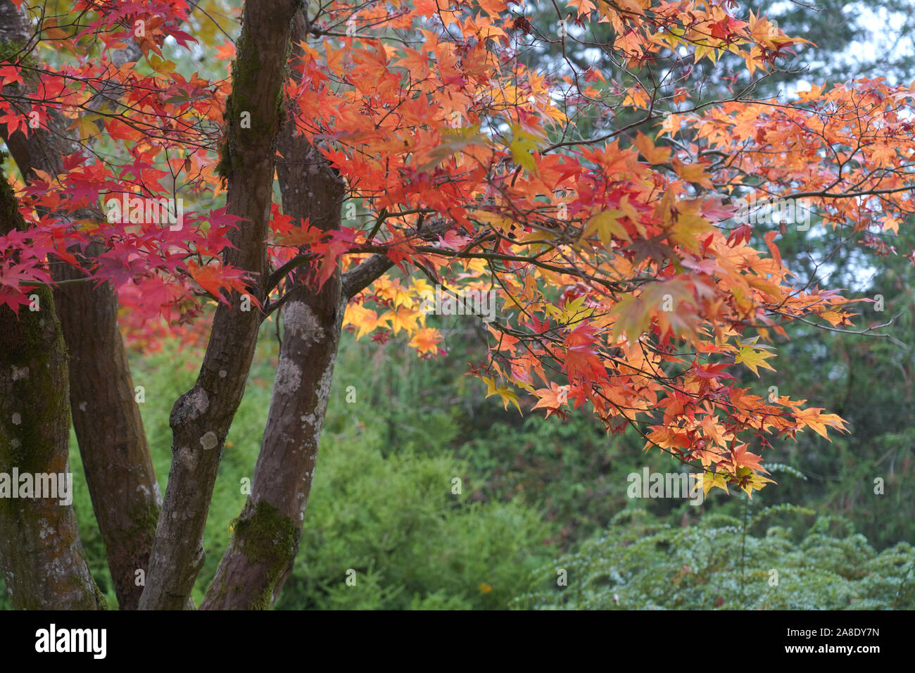 Japanese maple tree, Acer Palmatum Stock Photo - Alamy