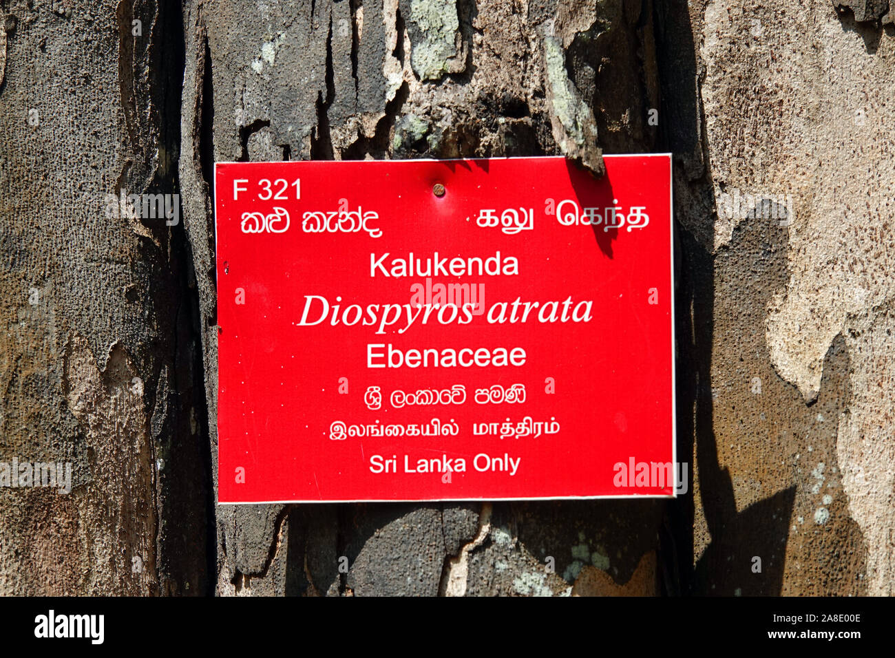 Diospyros atrata tree hi-res stock photography and images - Alamy