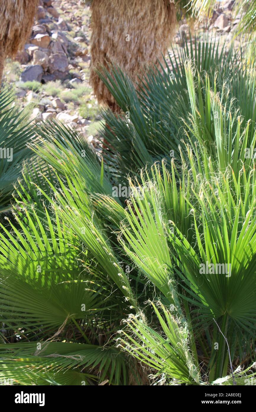 Southern Mojave Desert Juveniles of Washingtonia Filifera, commonly